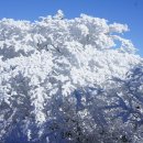 녹담 Daum카페