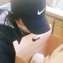 댕댕이샾 이미지
