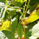 엘에이농장 이미지