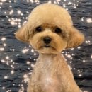 댕댕이발소 이미지