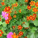 최창순 농장 이미지