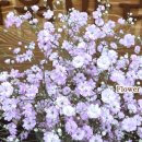 안부플라워 이미지