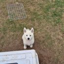 삼백로 | [안성 카페]귀여운 풍산개 천국 풍사니랑카페 후기