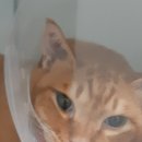 굿모닝24시동물병원 이미지