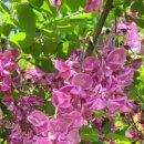 부소산성 삼충사 입구 이미지