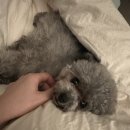 버블그루밍 이미지