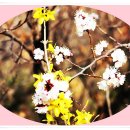 응봉산의 개나리꽃 축제풍경 이미지