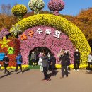 대구수목원 2022년 국화축제 이미지