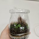 달리풀 이끼잼 테라리움 후기