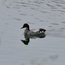 여주-1008 이미지