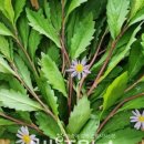 은아유통 이미지