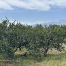 토평동-1 이미지