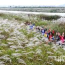 영산강서창들녘억새길 이미지