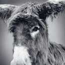 연필세밀화 이미지