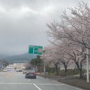 버스정류장-공설운동장 | 고창 벚꽃축제 4월 5일 방문기