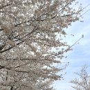 경산생활체육공원 | [경북] 경산남매공원 &amp; 경산생활체육공원 벚꽃나들이