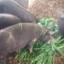 정영호농장 이미지