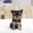 퍼피대디 이미지