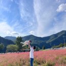 동강조은민박 | 영월 &#39;홍메밀 축제&#39;