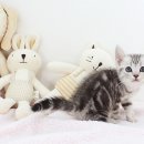 해피애견타운 강아지고양이 분당판교점 | 정자동, 미금고양이분양 애교만점 개냥이 만나보셨어요?