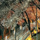 계명대학교 동문 5 | 대구 벚꽃 명소 2026 꽃구경 나들이 가볼 만한 곳 BEST