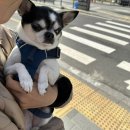 녹번동물병원 이미지