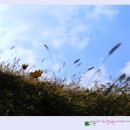 들꽃연가 이미지