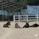 동키캐슬 캠핑장 이미지