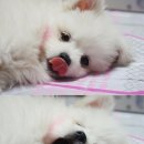 곰당구클럽 Daum카페
