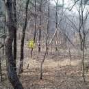 선산(양평) 이미지
