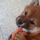 삼대족발천진암점