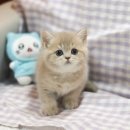 7304 | 브리티쉬숏헤어분양 후기 포토샵없는 고양이