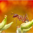 스노우의원 이미지