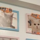 고양이별 캣 카페 이미지