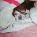 천연 버블샵 비누