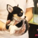 스타일독 이미지