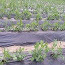 영선농장 이미지