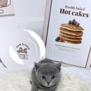 퓨어펫 강아지분양 고양이분양 울산점 이미지