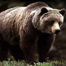 알래스카불곰 Kodiak Bear (Ursus arctos middendorffi) 이미지