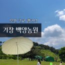 백양 | 부산 근교 캠크닉 기장 백양농원 포트럭 파티 후기