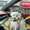 오늘의 댕댕 | 부천 소사 애견미용 | 오늘의댕댕 내돈내산 후기