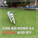 너랑 온 | 강원도 동해 애견동반 숙소 너랑온 펜션 솔직한 후기(내돈내산,광고x)