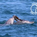 연안해상풍력과 생태법인은 양립할 수 없는 자가당착이다 이미지