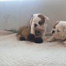 똥꼬발랄 이미지