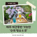 6월 제주 애견동반 수국 여행 지금 당장 가야 할 수국 명소 6곳