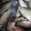 토종약초건강원 이미지