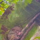 삼천2동-01(삼천2동 주민센터 앞) | 필리핀 보홀 자유여행 패키지 육상 반딧불 투어