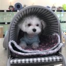 코독스(KODOGS)