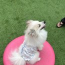 리봉봉 - 칠곡군 | 쁘띠하루 강아지 여름면나시 리봉봉나시티