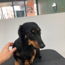 또리네 멍멍이 미용실 이미지